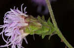 Appalachian blazing star